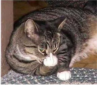 CHAT