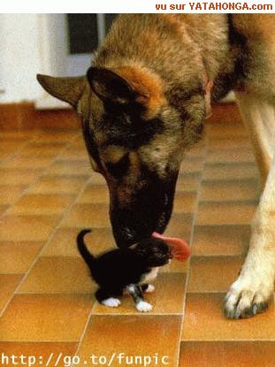 CHAT