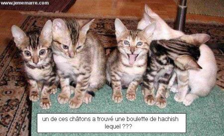 CHAT